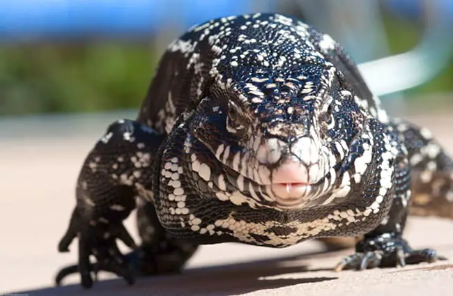 Argentine Black and White Tegu Lizard Photo by: Mike Baird https://creativecommons.org/licenses/by-nd/2.0/