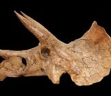 Triceratops Skull Illustration By: Nicholas R. Longrich, Daniel J. Field Cc By-Sa 2.5 Https://Creativecommons.org/Licenses/By-Sa/2.5