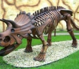Replica Of A Triceratops Skeleton
