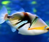 Beautiful Triggerfish In Profile
