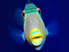 Picasso Triggerfish from the Oregon Coast Aquarium's Oddwater exhibitPhoto by: OCVAhttps://creativecommons.org/licenses/by-nd/2.0/