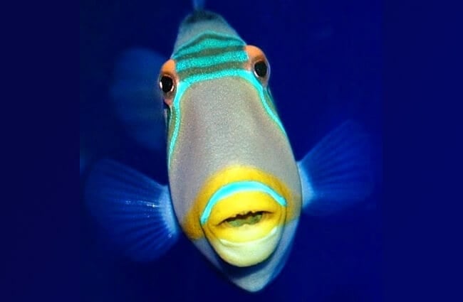 Picasso Triggerfish from the Oregon Coast Aquarium&#039;s Oddwater exhibitPhoto by: OCVAhttps://creativecommons.org/licenses/by-nd/2.0/