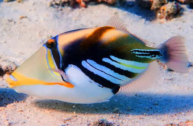 Picasso Triggerfish Фото: zsispeo https://creativecommons.org/licenses/by-nd/2.0/