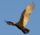 Turkey Vulture In Flight - Notice His Immense Wingspan 