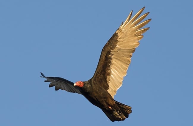 Turkey Vulture in flight - notice his immense wingspan 