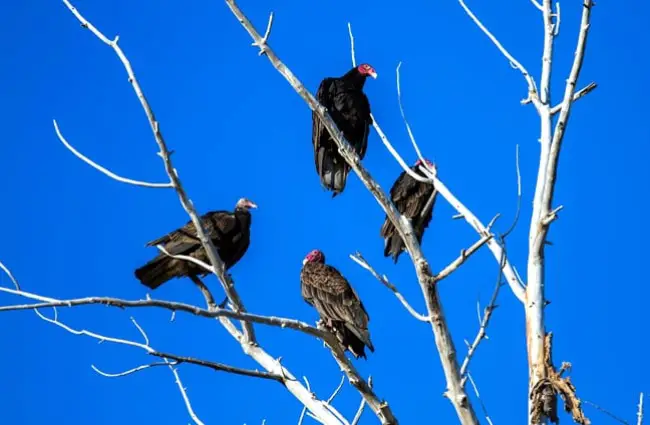 Four Turkey Vultures roosted in a tree