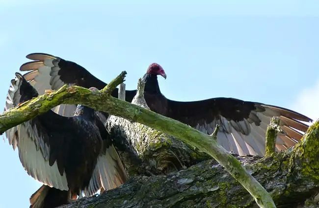 Turkey Vulture, wings spread, at a nesting site
