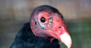 Closeup of a Turkey Vulture's bald head