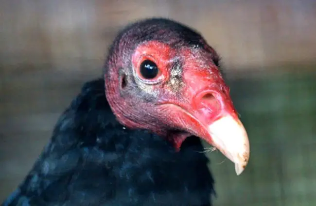 Closeup of a Turkey Vulture&#039;s bald head