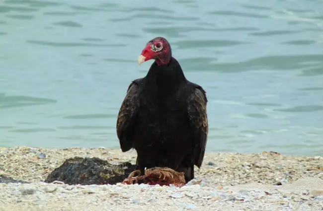 Turkey Vulture on the beach with a carrion meal