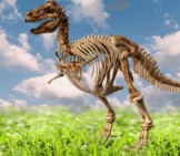 3-D Image Of A Tyrannosaurus Rex Skeleton