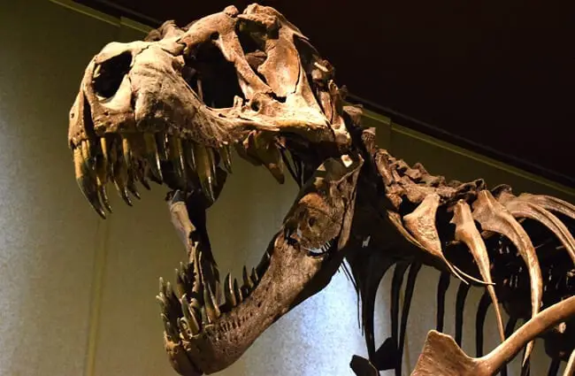 Скелет головы тираннозавра