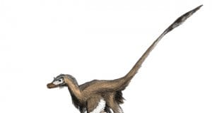 The vicious velociraptor was actually small and covered with feathers.Image by: Matt Martyniuk GFDL http://www.gnu.org/copyleft/fdl.html