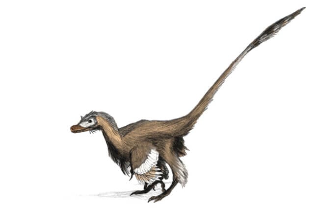 Velociraptor - Description, Habitat, Image, Diet, and Interesting Facts