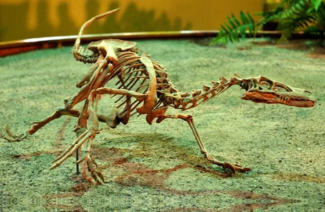 Velociraptor Wyoming Dinosaur Center Ben Townsend https://creativecommons.org/licenses/by/2.0/ 