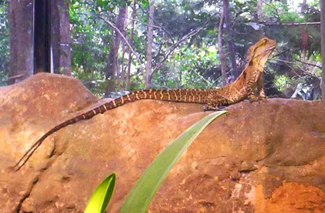 Water Dragon on a downed tree. Notice his very long tail