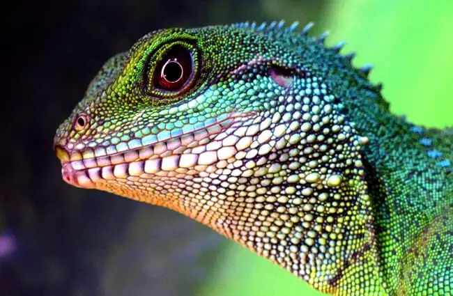 Closeup of a Chinese Water Dragon