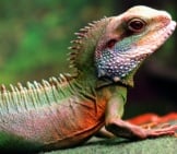 Chinese Water Dragon. Notice The Spines Along His Back