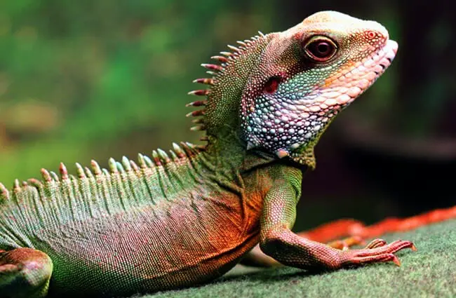 full grown chinese water dragon