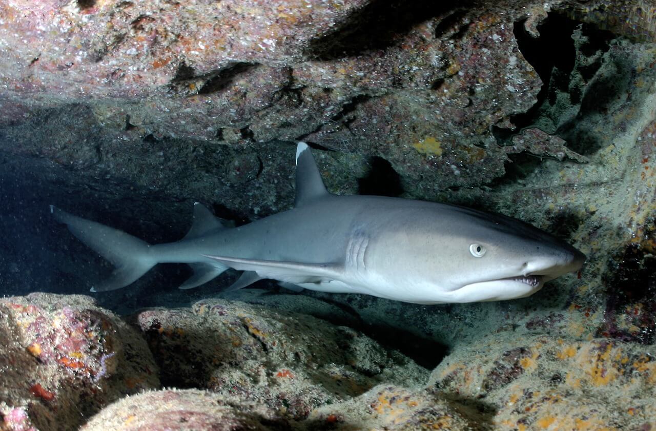 https://pixabay.com/en/whitetip-reef-shark-shark-cave-586362/