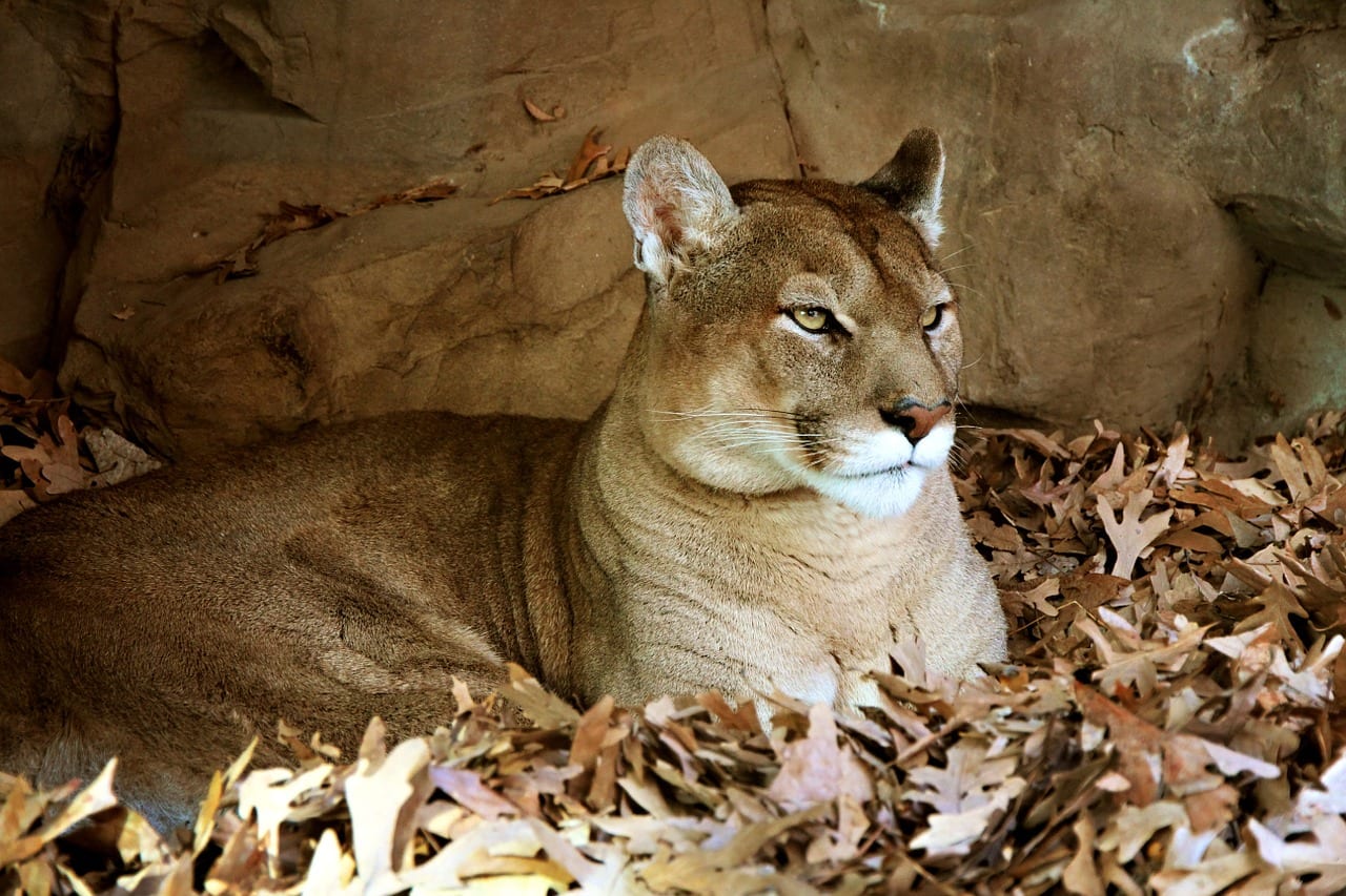 https://pixabay.com/en/animal-beige-cat-endangered-face-276002/