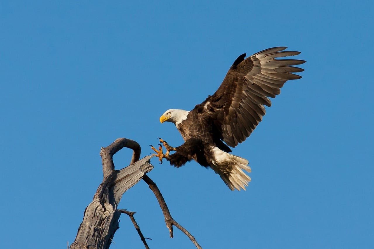 https://pixabay.com/en/bald-eagle-landing-soaring-bird-1624943/