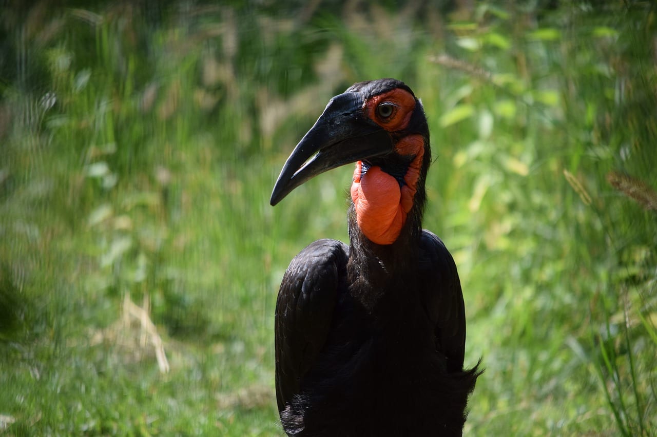 https://pixabay.com/en/bird-ugly-exotic-ground-hornbill-3590745/