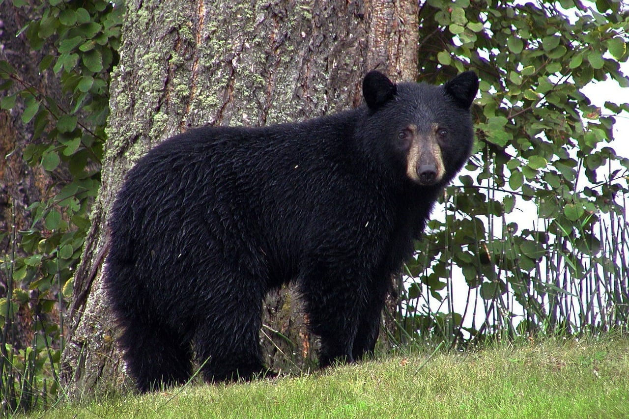 https://pixabay.com/en/black-bear-animal-black-canim-lake-50293/