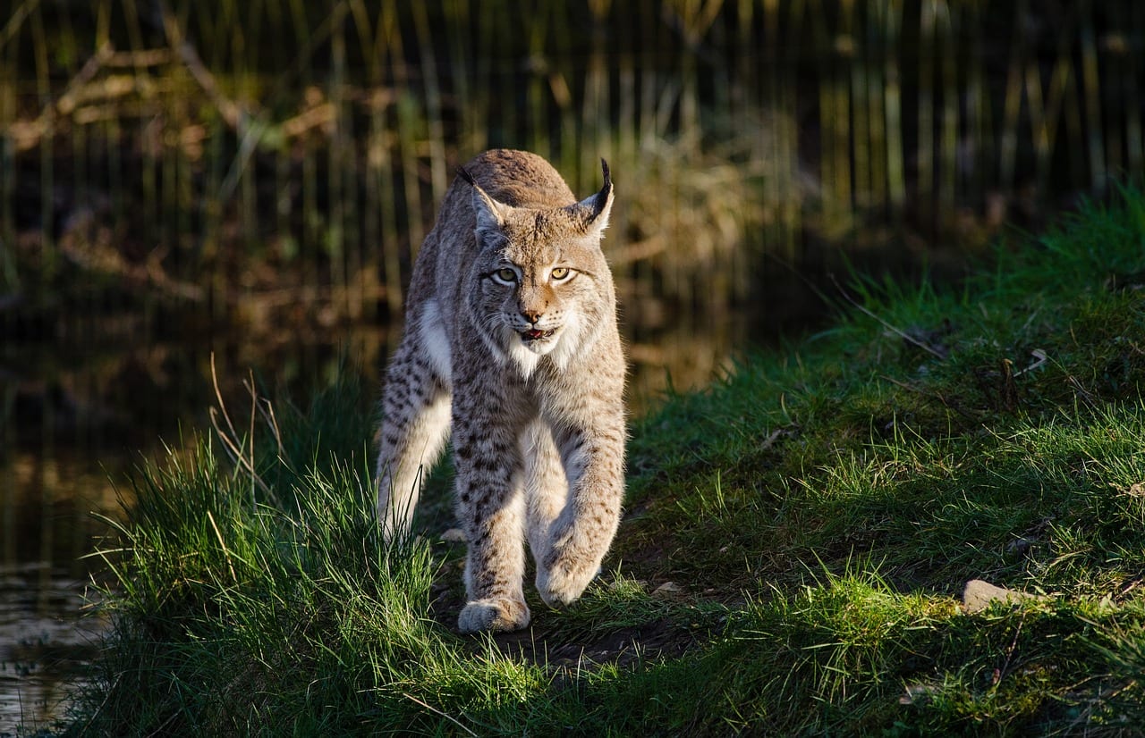 https://pixabay.com/en/bobcat-wildlife-predator-nature-3924734/