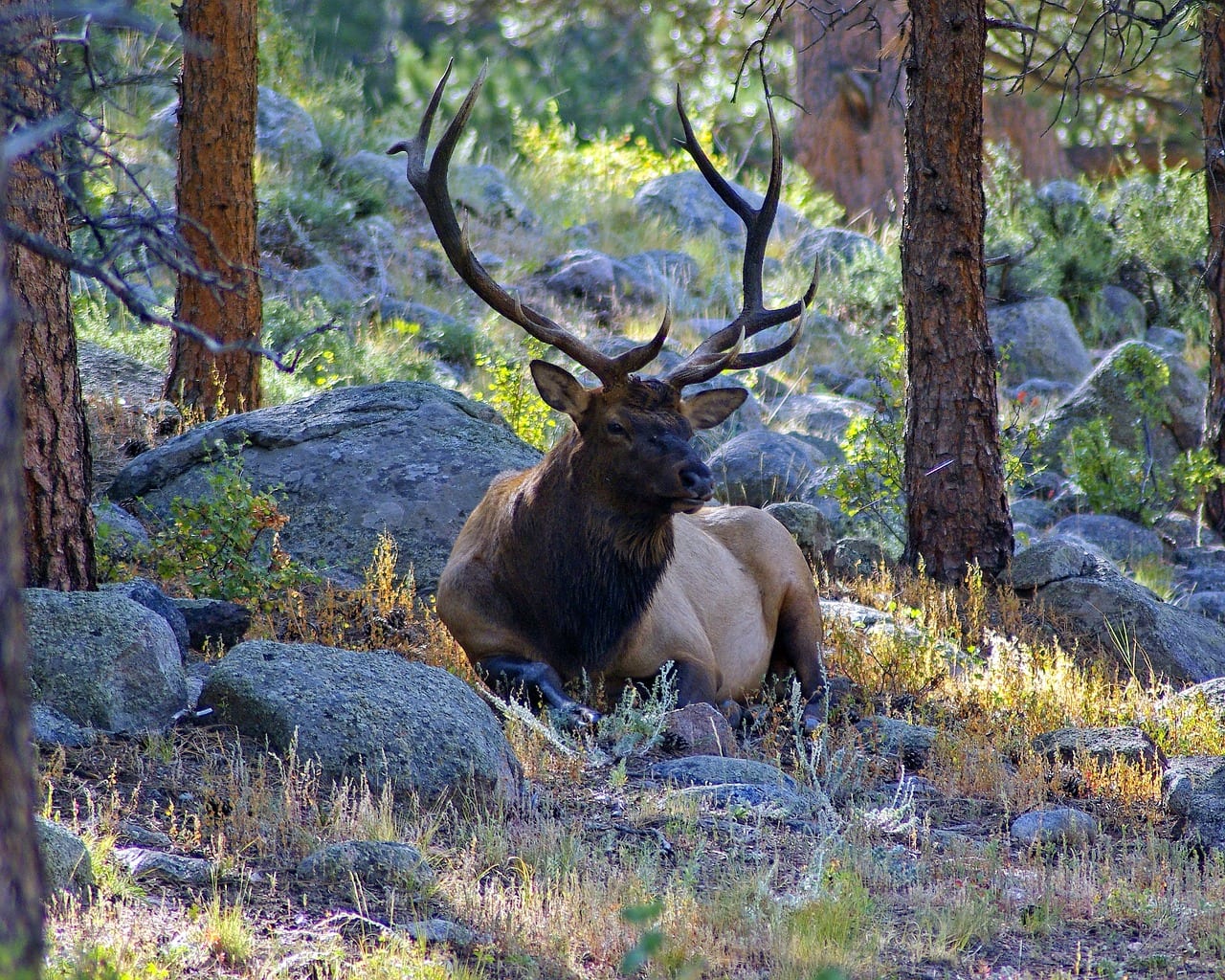 https://pixabay.com/en/bull-elk-on-lateral-moraine-elk-3893810/