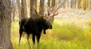 https://pixabay.com/en/bull-moose-moose-elk-animal-mammal-3850664/