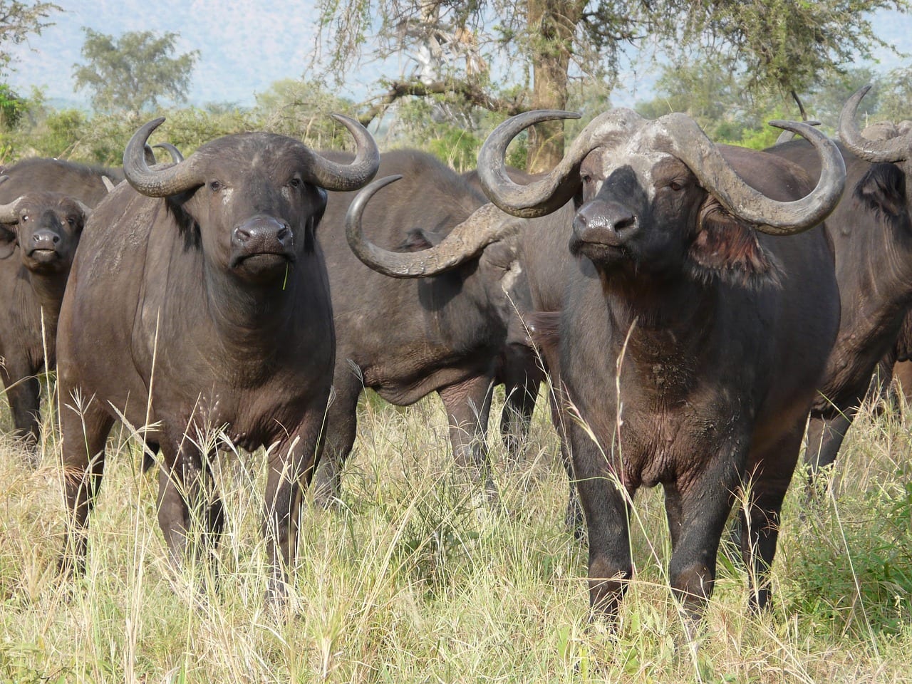 https://pixabay.com/en/cape-buffalo-africa-wildlife-nature-2074923/