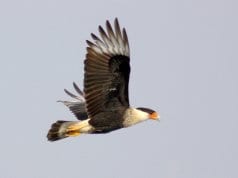 https://pixabay.com/en/crested-caracara-bird-flying-wild-2077698/