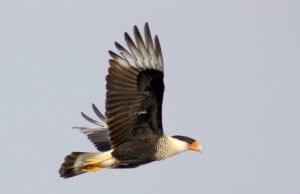 https://pixabay.com/en/crested-caracara-bird-flying-wild-2077698/
