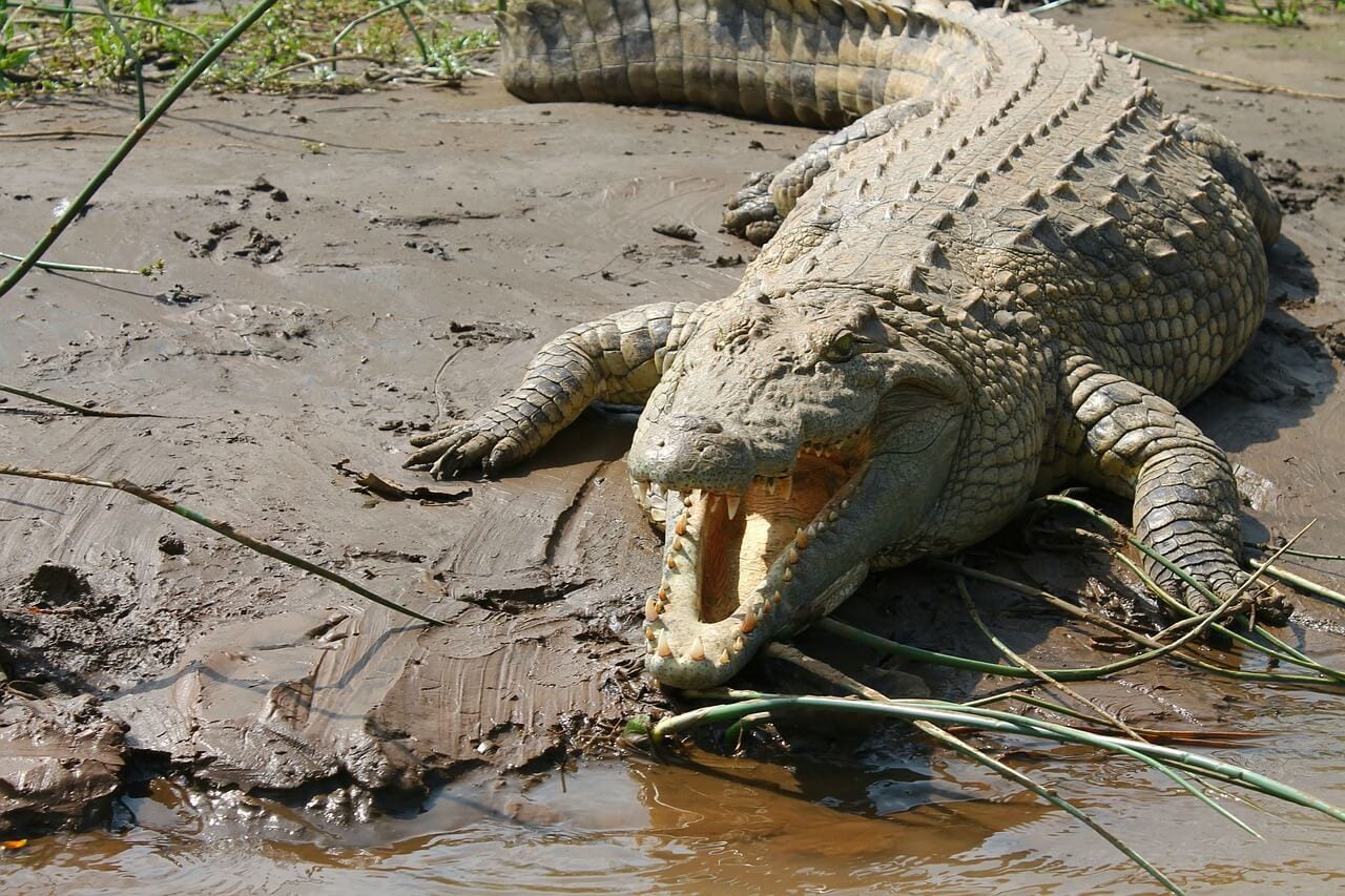 crocodile