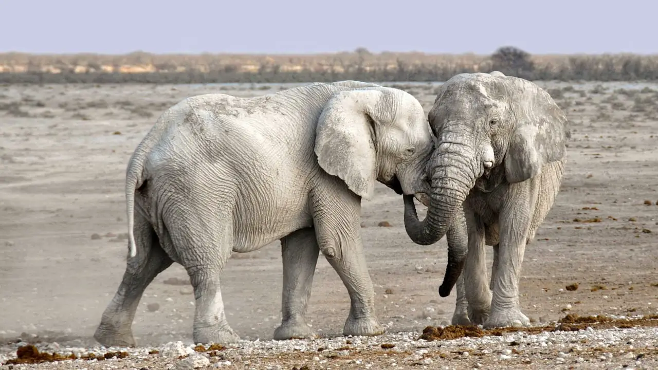 https://pixabay.com/en/elephant-africa-namibia-nature-dry-1170108/
