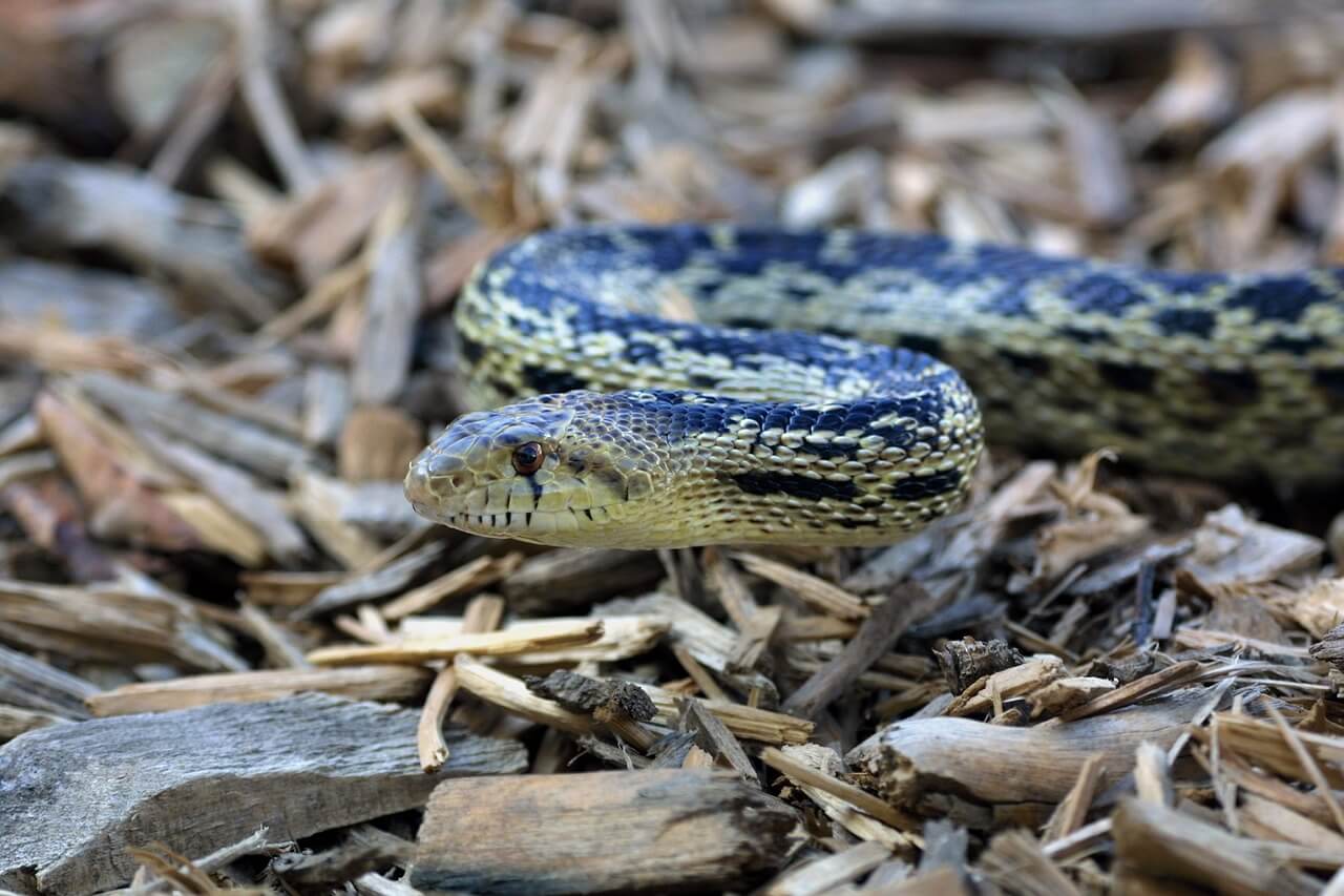 gopher snake