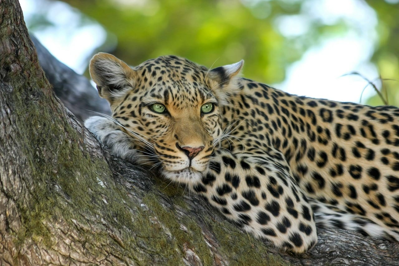 The Wildlife of Kruger National Park - Animals Network