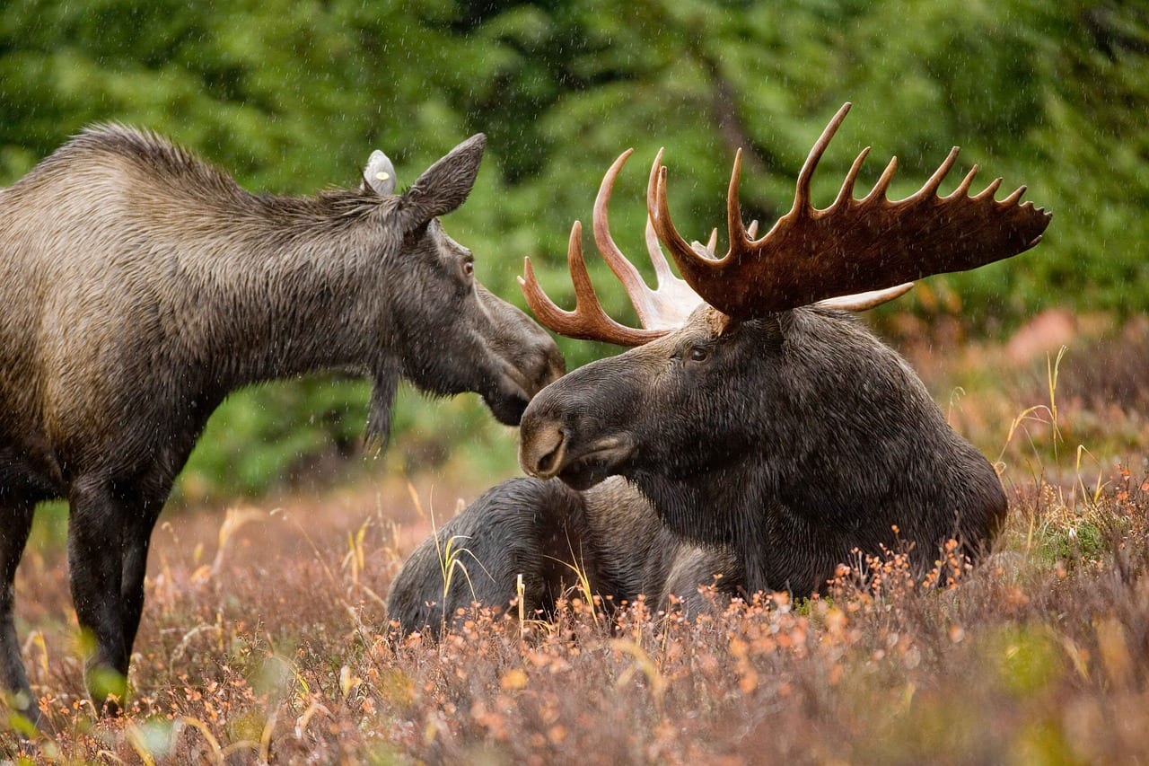 https://pixabay.com/en/moose-bull-cow-female-antlers-591110/