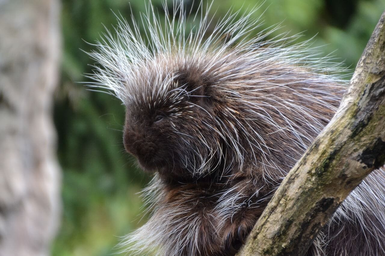 porcupine