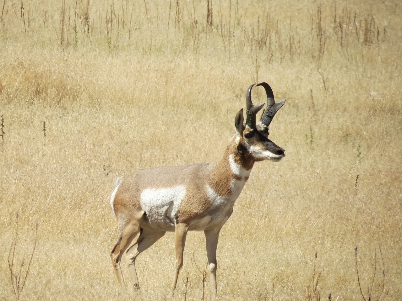 https://pixabay.com/en/pronghorn-antelope-island-utah-usa-3128103/