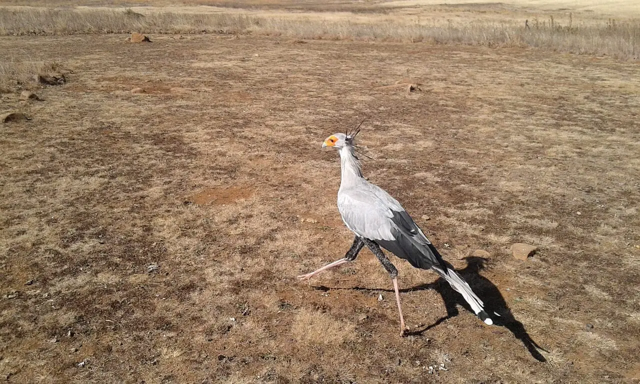 secretary bird