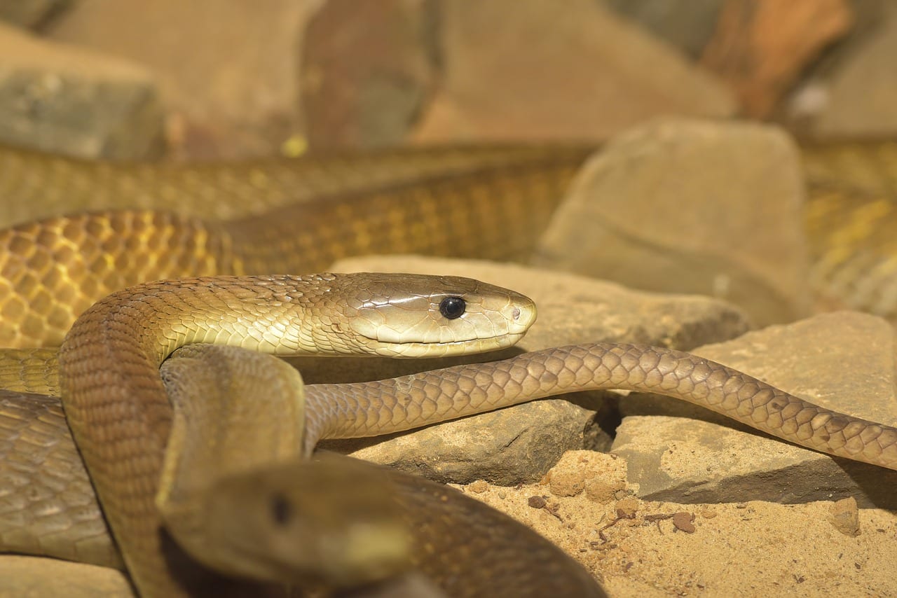 https://pixabay.com/en/snake-black-mamba-dangerous-reptile-2479740/