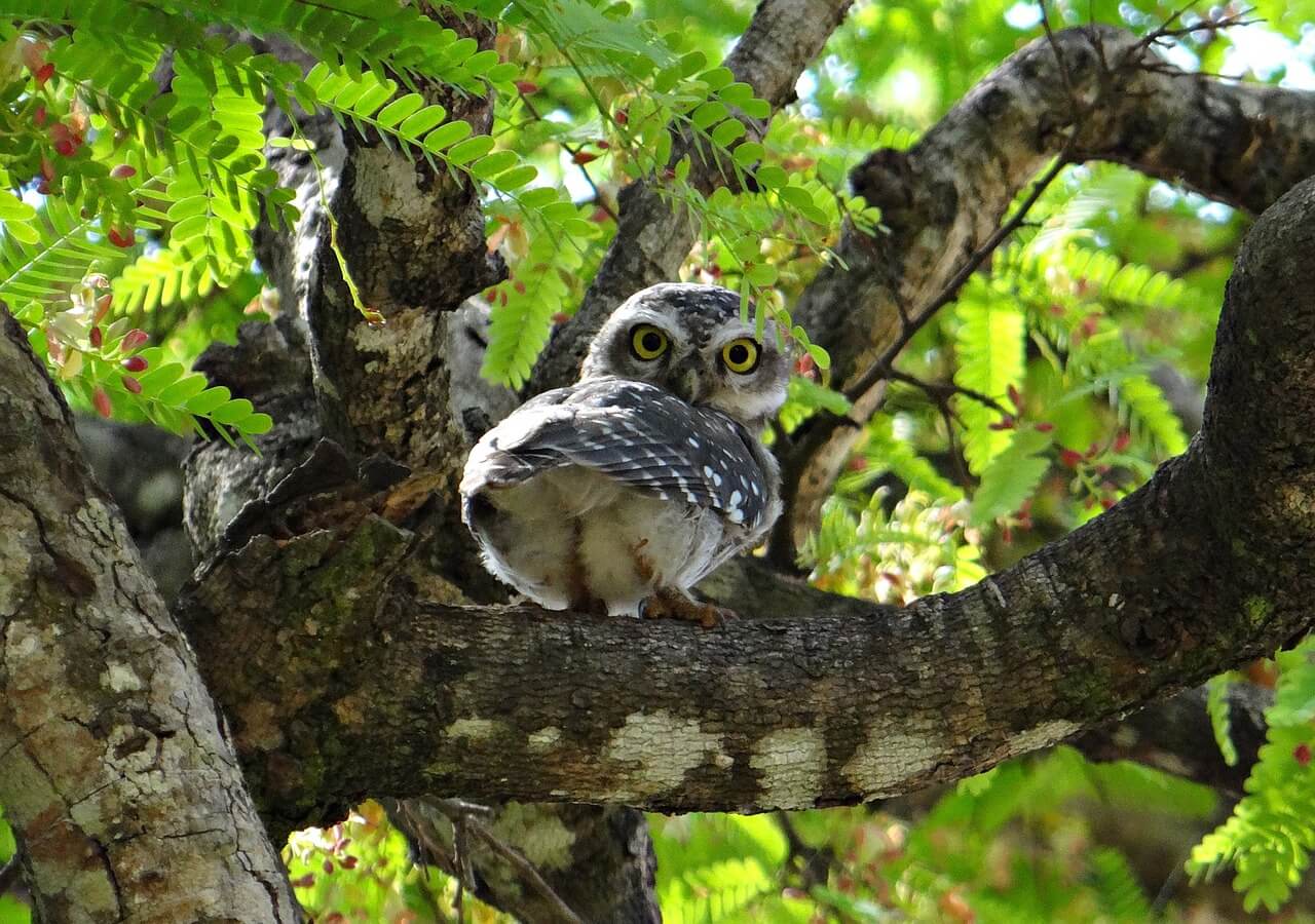 spotted owl