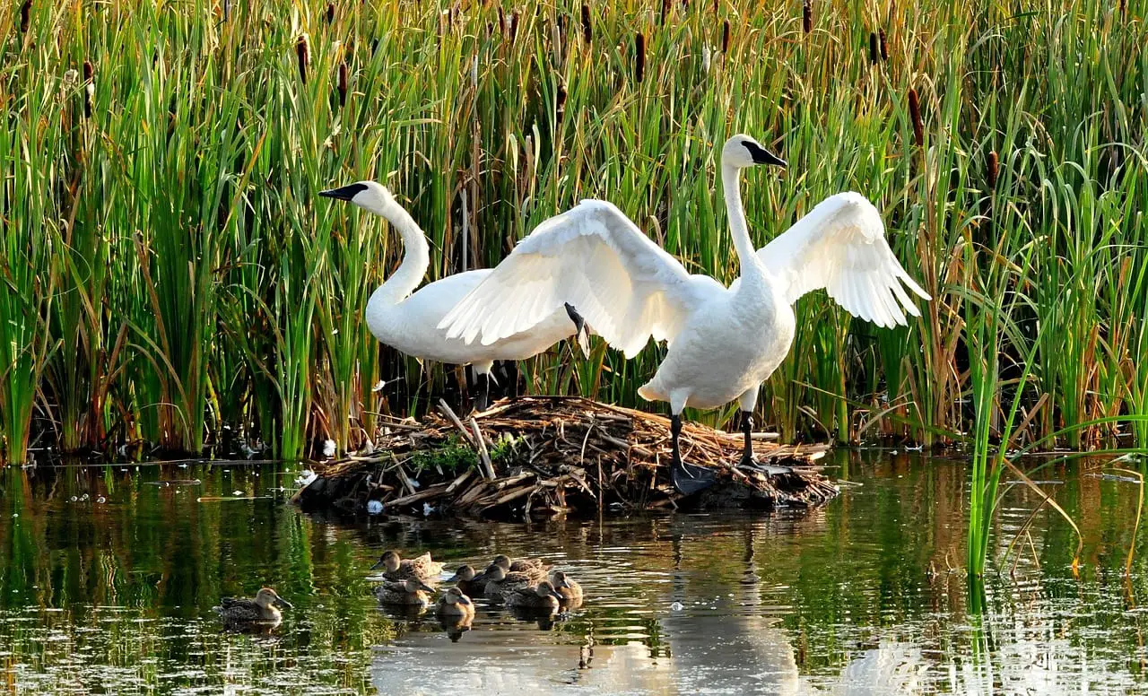 https://pixabay.com/en/trumpeter-swans-birds-wildlife-959705/