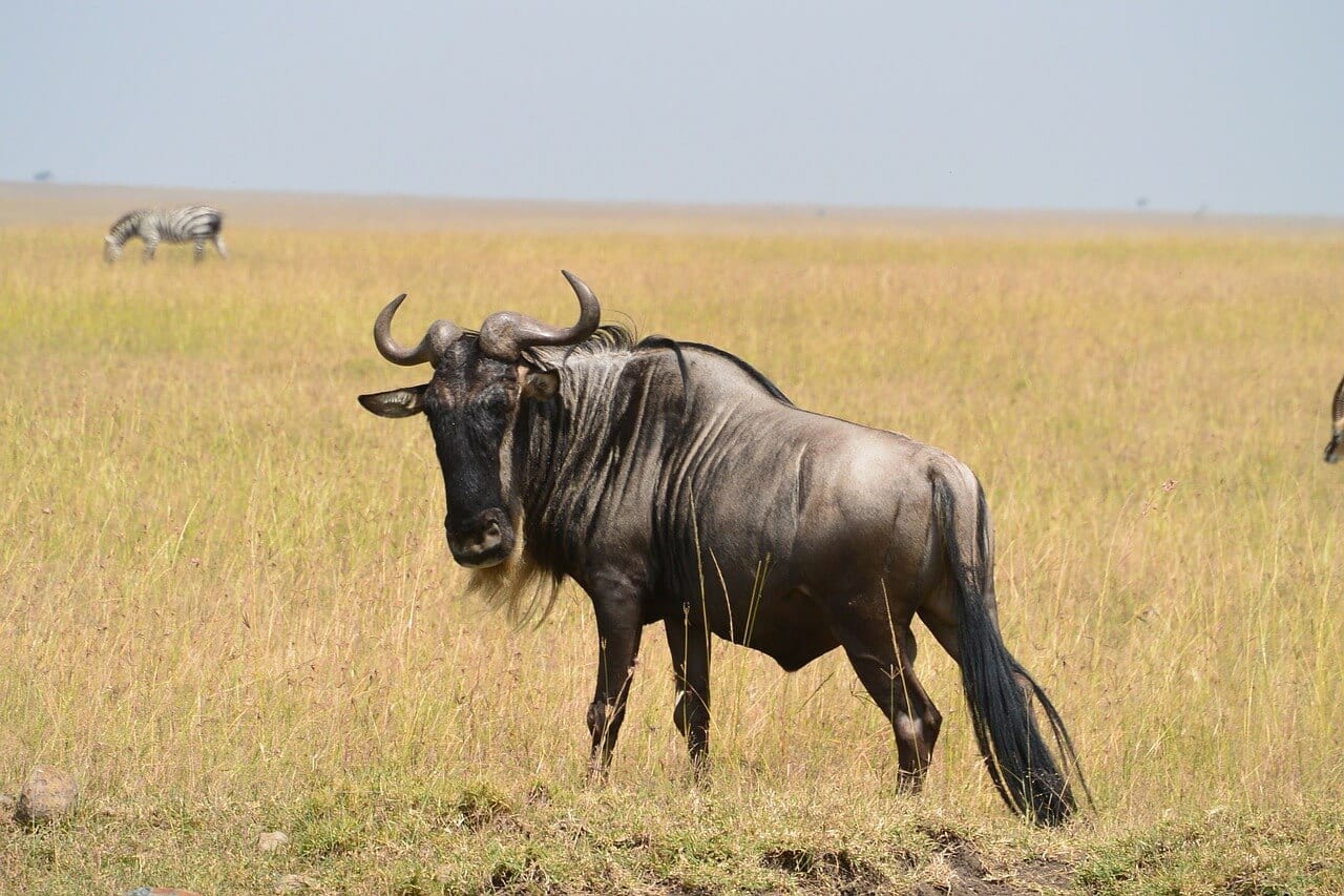 The Wildlife of Serengeti National Park - Animals Network