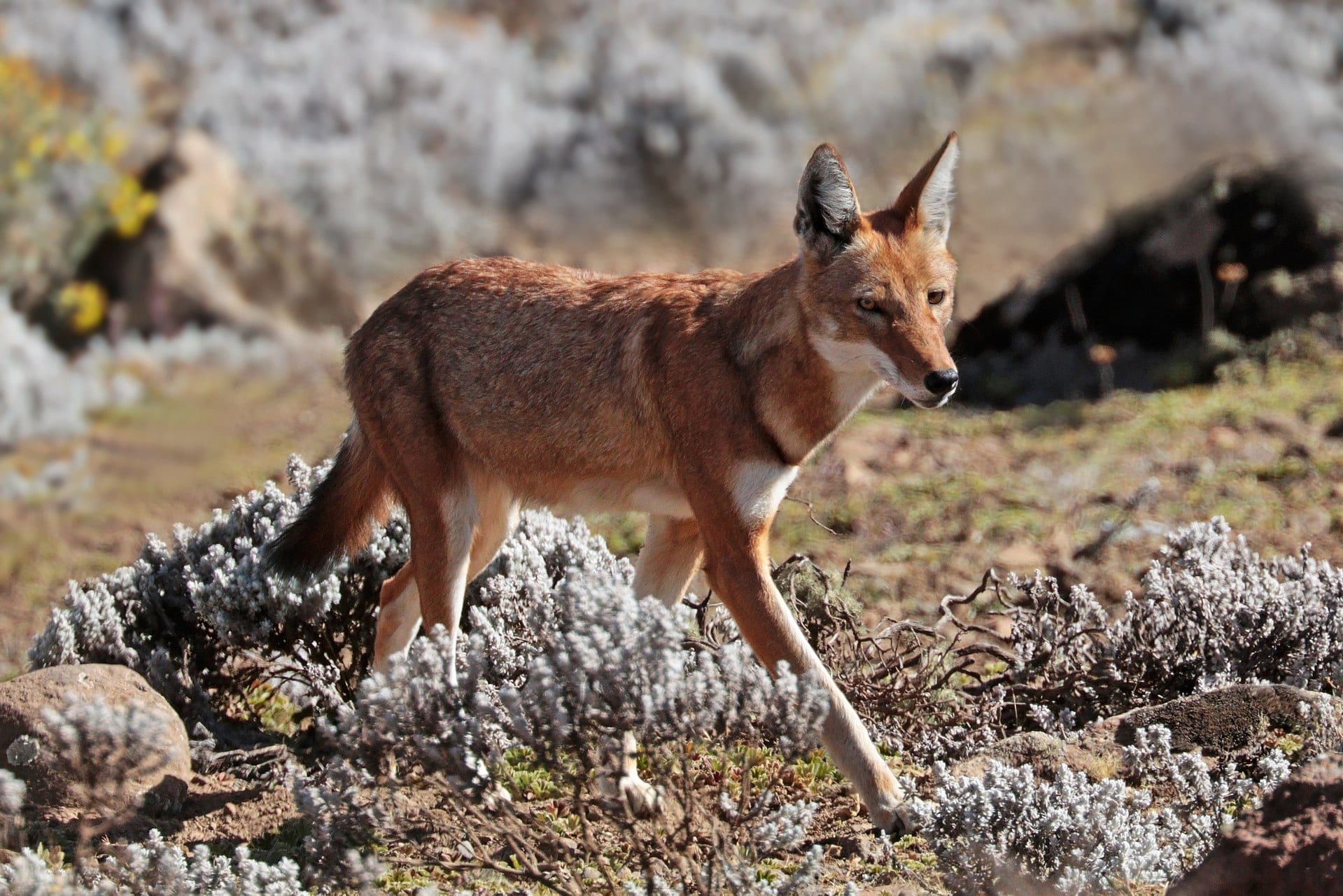 https://en.wikipedia.org/wiki/Ethiopian_wolf#/media/File:Ethiopian_wolf_(Canis_simensis_citernii).jpg