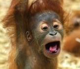 Baby Orangutan Making A Funny Face