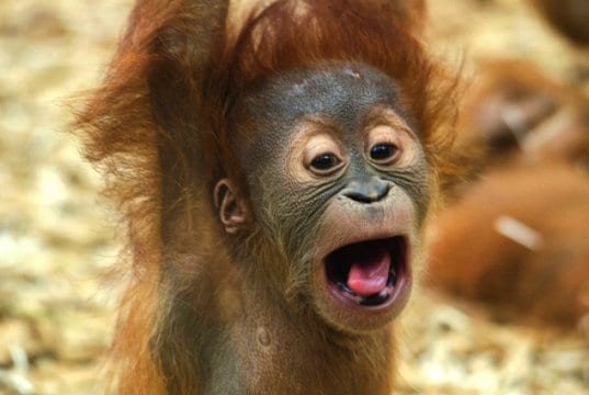 Baby Orangutan making a funny face