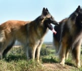 A Pair Of Belgian Tervurens Enjoying A Lovely Afternoon